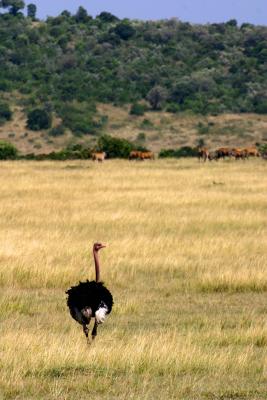 Masai Mara