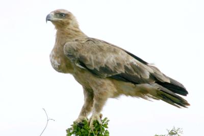 Masai Mara - Eagle