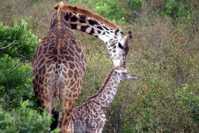 Masai Mara - Baby Giraffe... just born