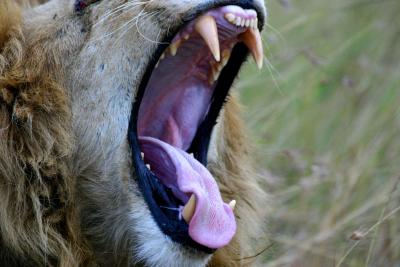 Masai Mara - Tired Lion