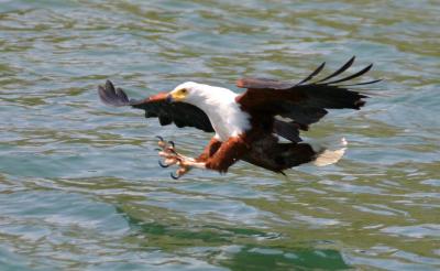 Lake Malawi - fish eagle going for the kill