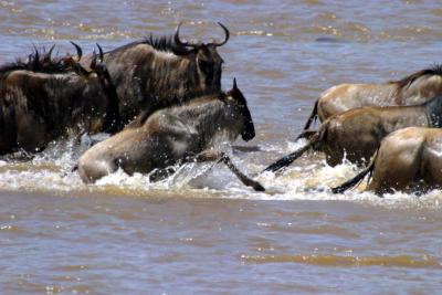 Masai Mara - Wildebeast crossing