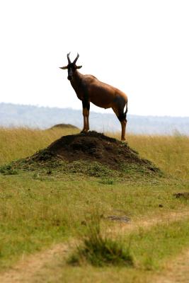 Masai Mara