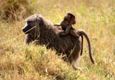 Masai Mara - Mummy baboon with baby