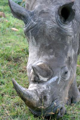 Masai Mara - Rhino