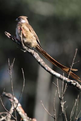 Masai Mara - Fly-Eater