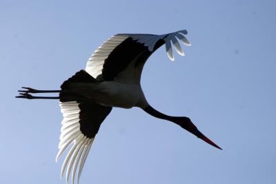 Lower Zambezi - Stork