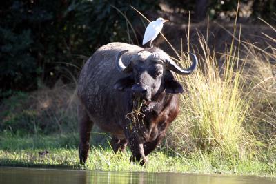 Lower Zambezi - Buffalo with friend