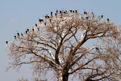 Lake Malawi - White breasted Cormorants