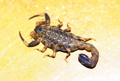 Lower Zambezi - Scorpions in our room!