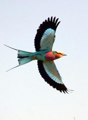 Lower Zambezi - Lilac breasted Roller