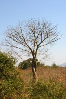 Lower Zambezi - Tree in love (look closely)