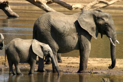 South Luangwa