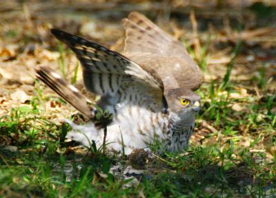 South Luangwa - Baby Sparrowhawk