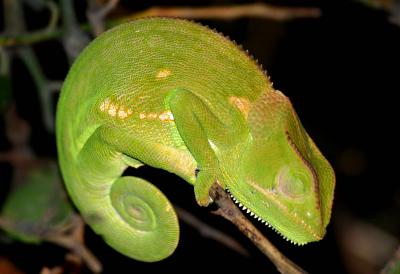 South Luangwa - Chameleon