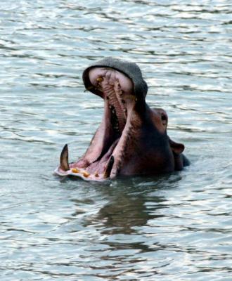 South Luangwa - Tired Hippo