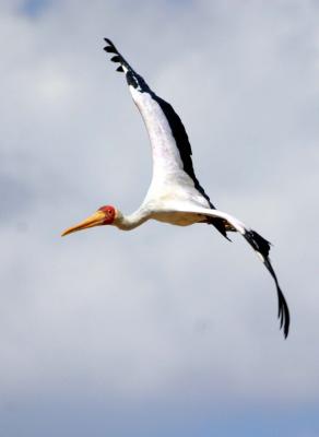 South Luangwa - Stork