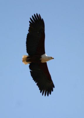 South Luangwa - Fish Eagle