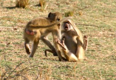 South Luangwa - baboons fighting