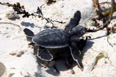 Zanzibar - Baby turtle