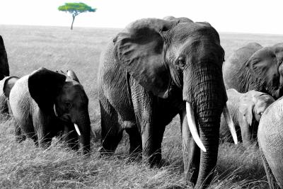 Masai Mara - Elephant family with Acacia tree