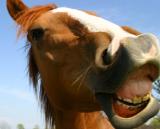 Sussex - Happy Horse