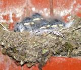 Baby Swallows Sequence gallery