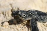 Baby turtle, just hatched