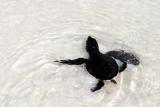 Baby Turtle.. Only the challenges of the sea left