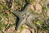Starfish stranded by the tide
