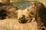 Masai Mara - brotherly love