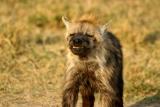 Masai Mara - Smile for the camera !