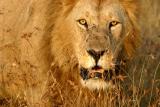 Masai Mara - King of the jungle