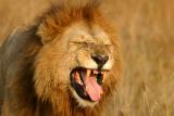 Masai Mara - Whatever it was, it didn't taste too good