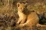 Masai Mara - baby lion