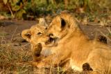 Masai Mara - Baby lions playing