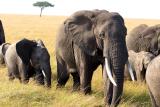 Masai Mara - Elephant family in natural surroundings