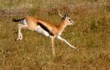 Masai Mara - Impala running