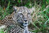 Masai Mara - Leopard