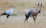 Masai Mara - Secretary bird - Hes BIG