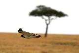 Masai Mara - Eagle in flight