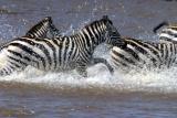 Masai Mara - Zebra crossing!... geddit?