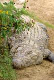 Masai Mara - FAT CROC at river crossing