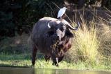 Lower Zambezi - Buffalo with friend