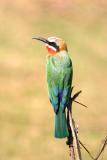 Lower Zambezi - Bee eater