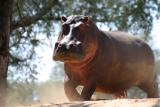 Lower Zambezi - Hungry Hippo