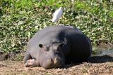 Lower Zambezi - Lazy hippo with friend
