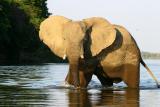 Lower Zambezi - Elephant crossing