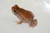 South Luangwa - Frog stuck in my sink !