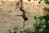 South Luangwa - Just out of reach!